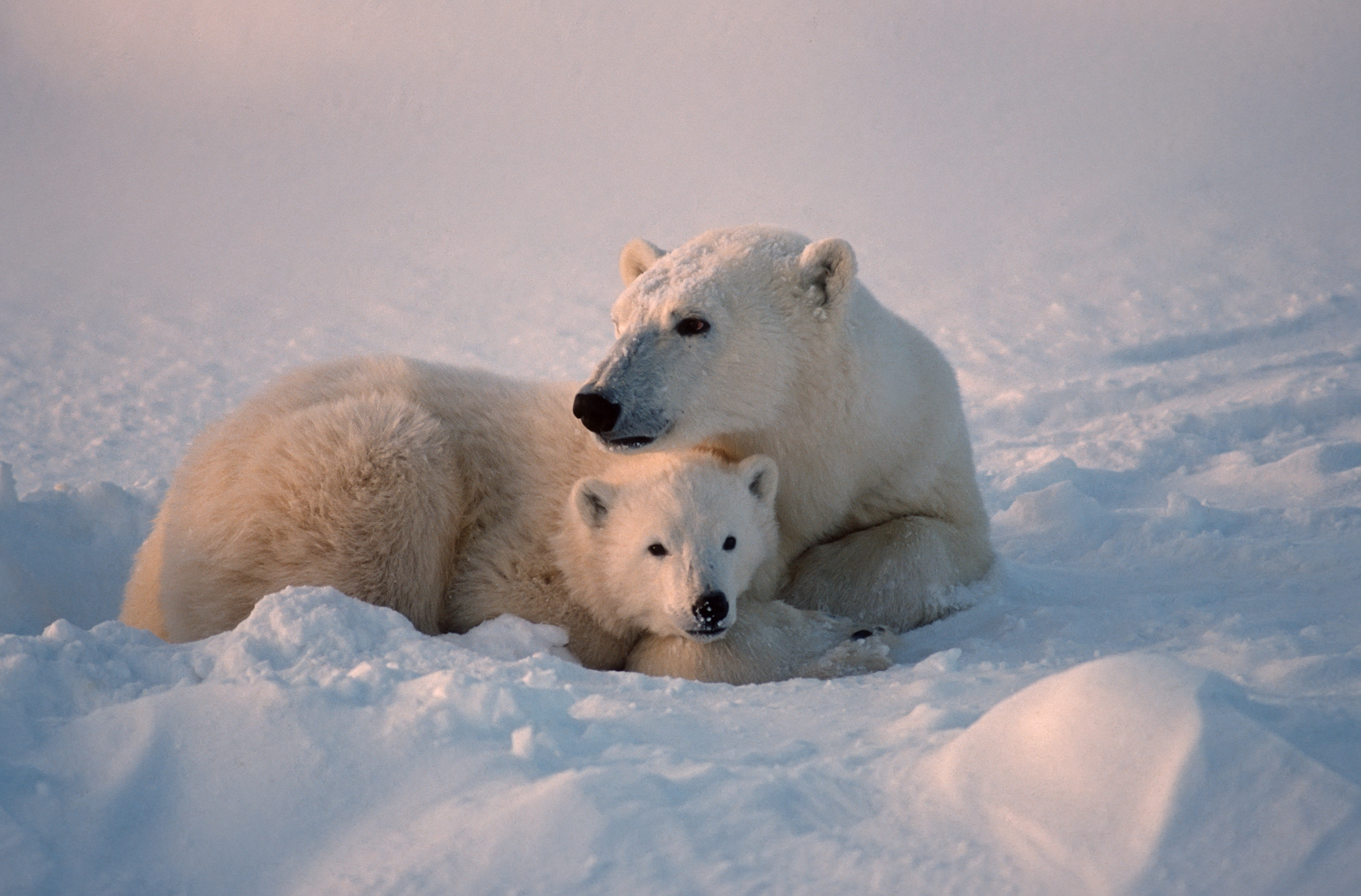 travel to see polar bears