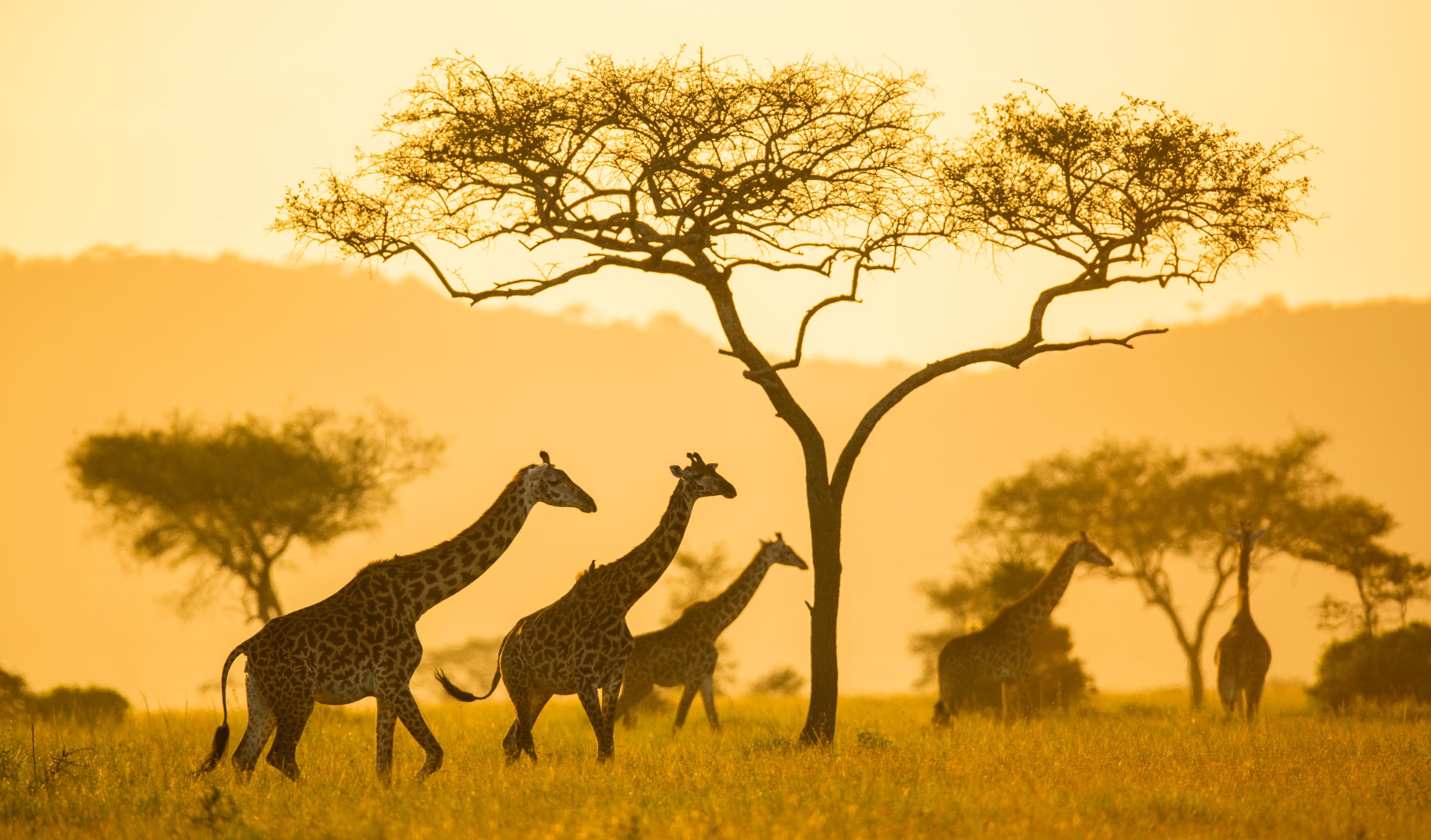 agenzia safari tanzania