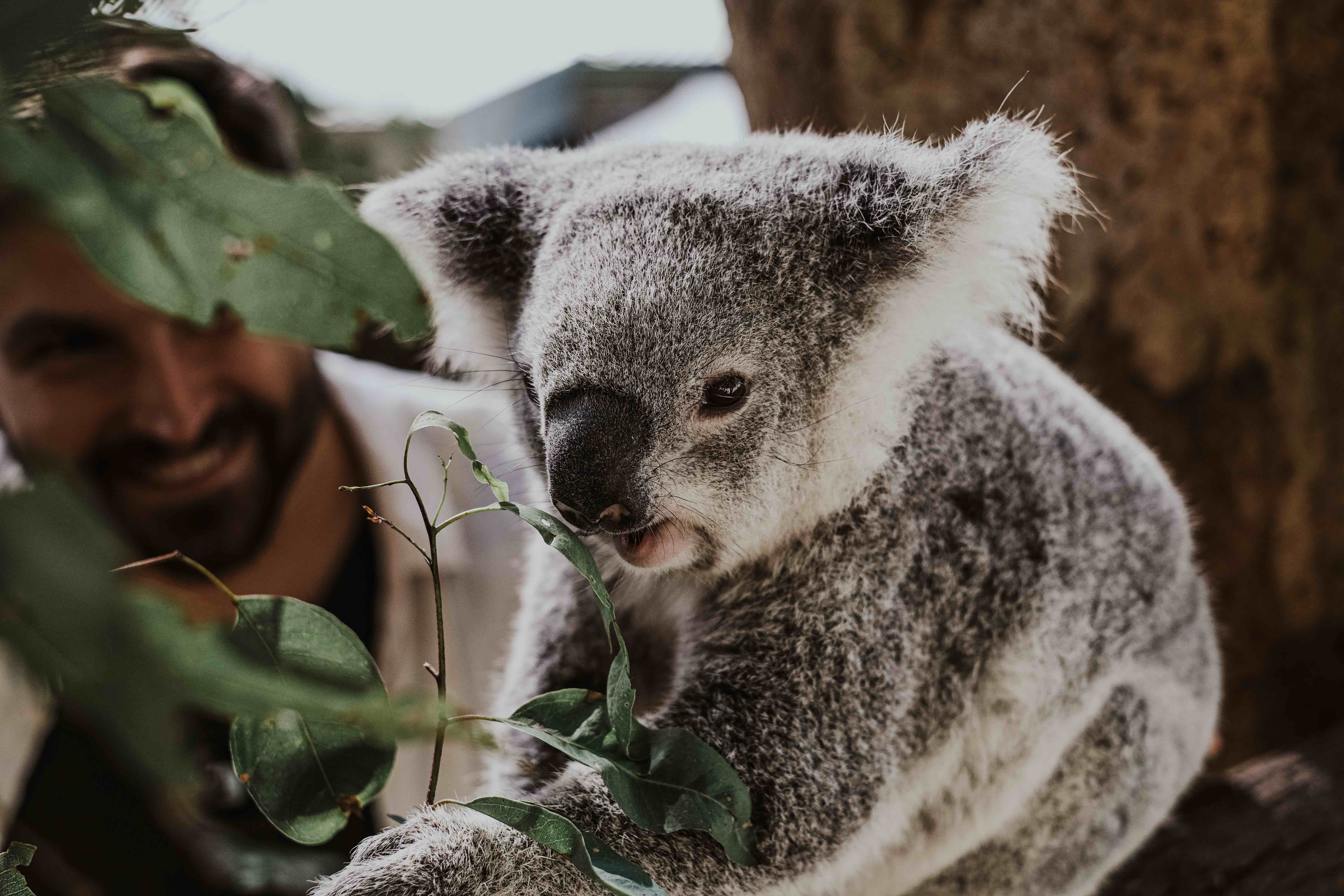 Коала дома. Коала на эвкалипте. Коала, Австралия, мордочка, нос. Коала видео смешное. Koala eating Habits.
