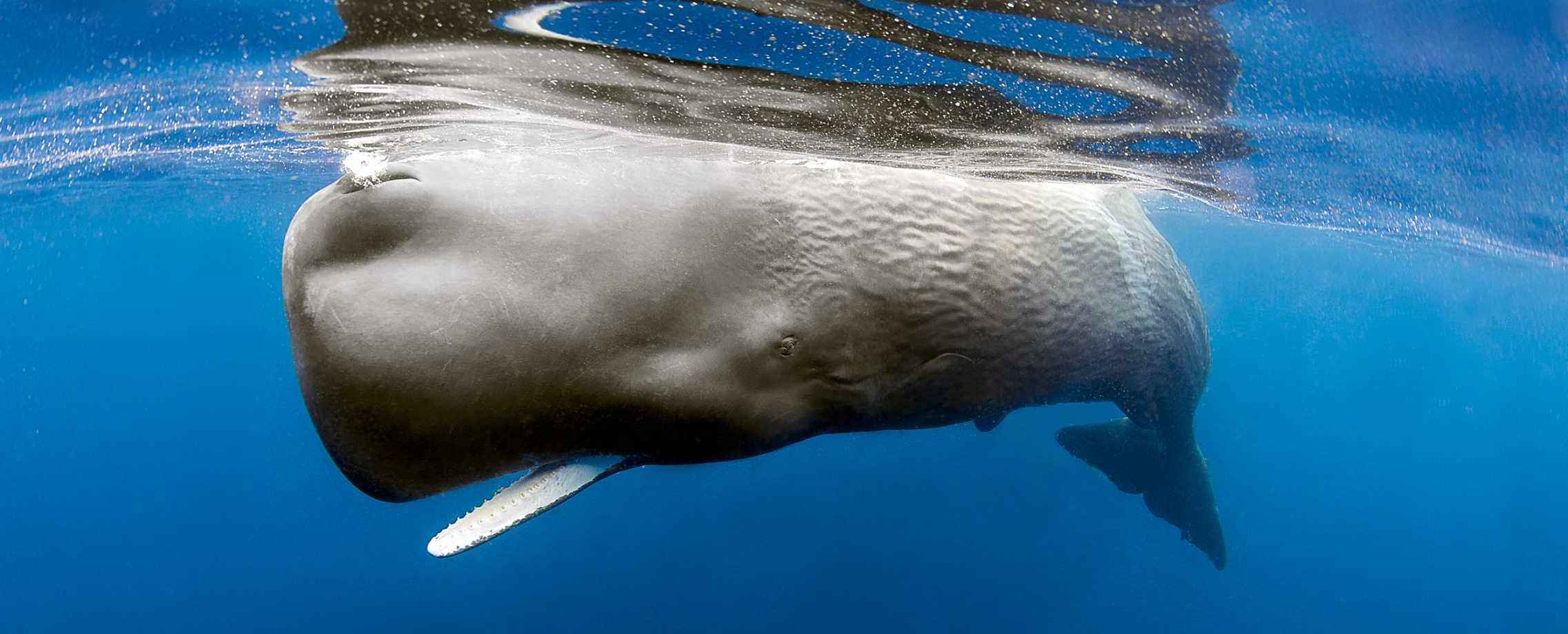 sperm whale travel